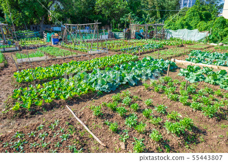 Vegetable garden vegetable garden out of the farm land green vegetables vegetable vegetables Vegetable garden vegetable garden out of the farm land green vegetables vegetable vegetables 55443807