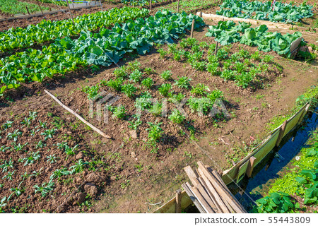 Vegetable garden vegetable garden out of the farm land green vegetables vegetable vegetables Vegetable garden vegetable garden out of the farm land green vegetables vegetable vegetables 55443809