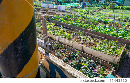 菜園菜園農田綠色蔬菜蔬菜蔬菜 菜園菜園農田綠色蔬菜蔬菜蔬菜 55443810