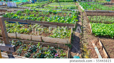 Vegetable garden vegetable garden out of the farm land green vegetables vegetable vegetables Vegetable garden vegetable garden out of the farm land green vegetables vegetable vegetables 55443815