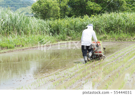Rice planting 55444031
