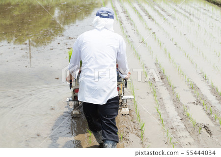 Rice planting 55444034
