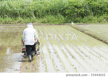 Rice planting 55444035