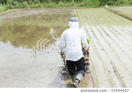 Rice planting 55444037