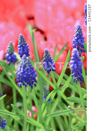 field of purple flowers with shallow depth 55445197