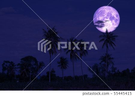 super sturgeon moon on night sky back silhouette super sturgeon moon on night sky back silhouette 55445415