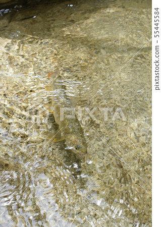 Fly fishing 55445584