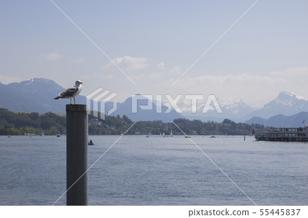 Gull on a mooring pole in the Lake Lucerne 55445837