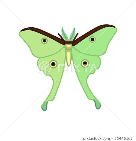 vector cartoon insect clip art 55446162