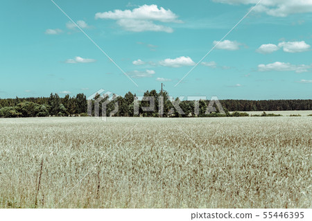 Gold Wheat flied panorama with tree at sunset, rural countryside Gold Wheat flied panorama with tree at sunset, rural countryside 55446395