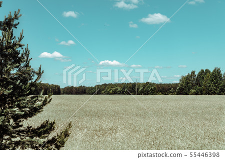 Gold Wheat flied panorama with tree at sunset, rural countryside Gold Wheat flied panorama with tree at sunset, rural countryside 55446398