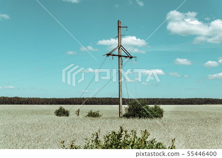 Gold Wheat flied panorama with tree at sunset, rural countryside Gold Wheat flied panorama with tree at sunset, rural countryside 55446400