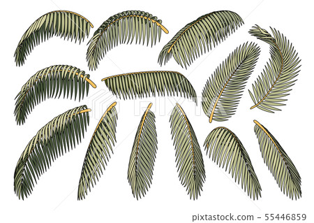 vector hand drawn plant clipart 55446859