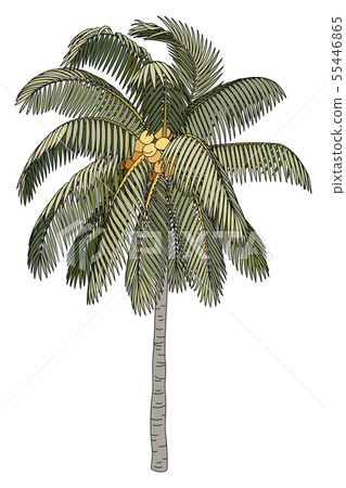vector hand drawn plant clipart 55446865
