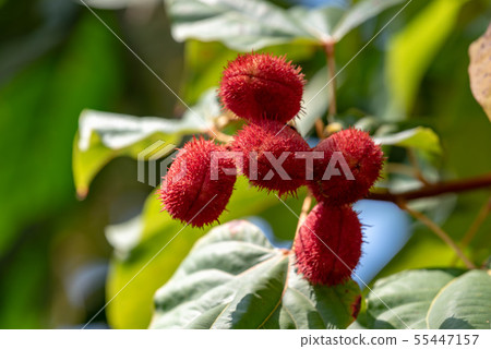 Beni樹在樹結果實 55447157