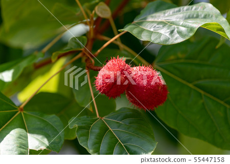Beni tree fruits on tree Beni tree fruits on tree 55447158