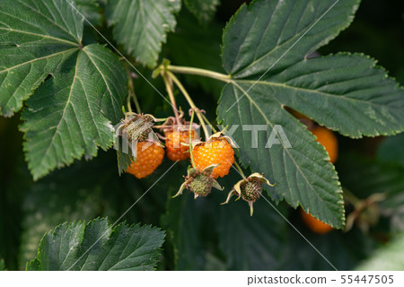 蘿蔔草莓黃色果子 蘿蔔草莓黃色果子 55447505