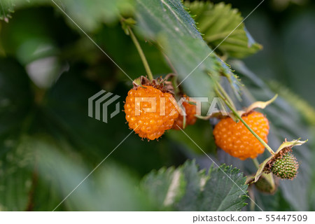 Yellow fruit of radish strawberry 55447509