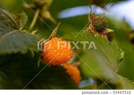 Yellow fruit of radish strawberry 55447510