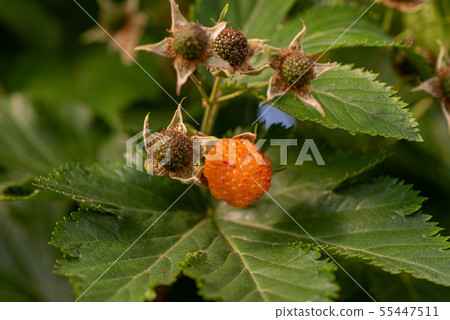 蘿蔔草莓黃色果子 55447511