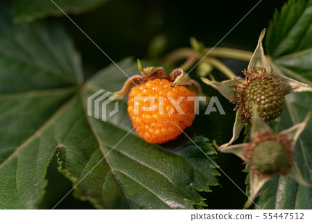 蘿蔔草莓黃色果子 55447512