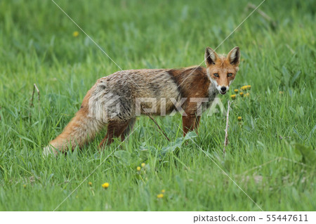 Mottled period foxtail 55447611