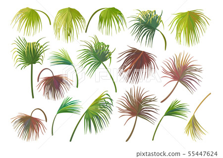 vector hand drawn plant clipart 55447624