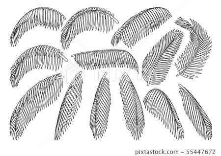 vector hand drawn plant clipart 55447672