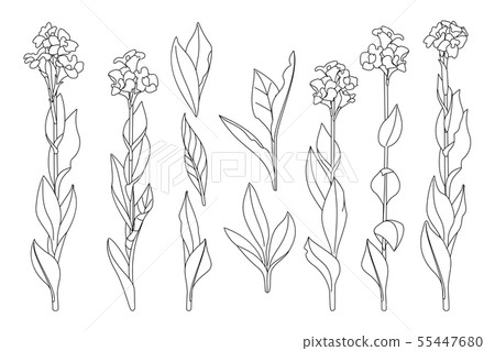 vector hand drawn plant clipart vector hand drawn plant clipart 55447680