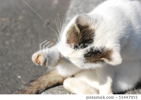 Hair-straying stray cat Hair-straying stray cat 55447955