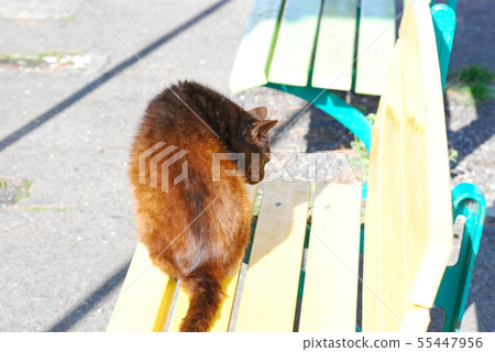 布朗流浪貓討厭 55447956