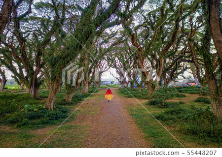 A woman walking on path with giant trees tunnel, A woman walking on path with giant trees tunnel, 55448207