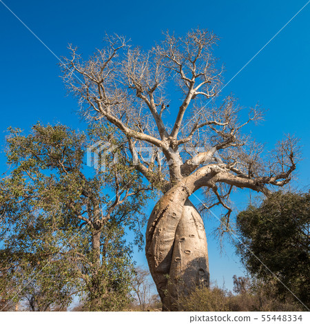 Baobab Amoureux, two baobabs in love, Madagascar 55448334