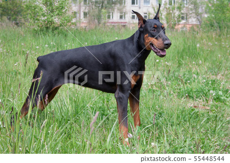 can a doberman pinscher live in brunei