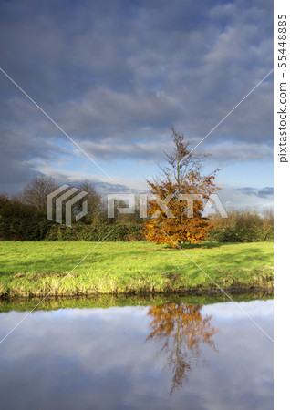 Autumn coloured tree 55448885