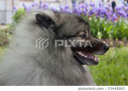 Cute deutscher wolfspitz close up. Keeshond. 55448983