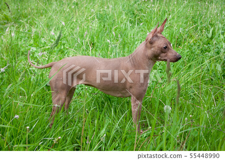 American hairless terrier puppy on a green meadow. 55448990