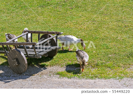 Geese at the cart. 55449220