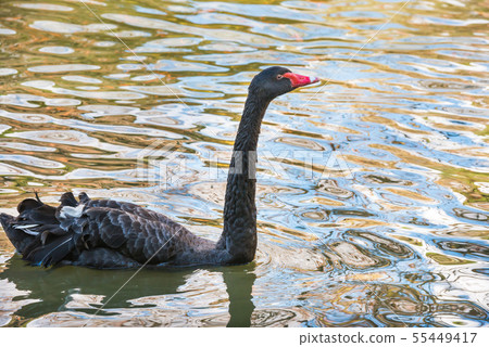 Black swan swimming in pond Black swan swimming in pond 55449417