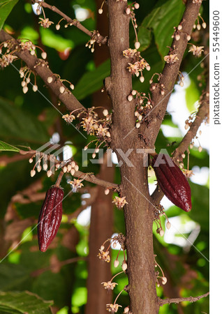 Young cacao pods Young cacao pods 55449600