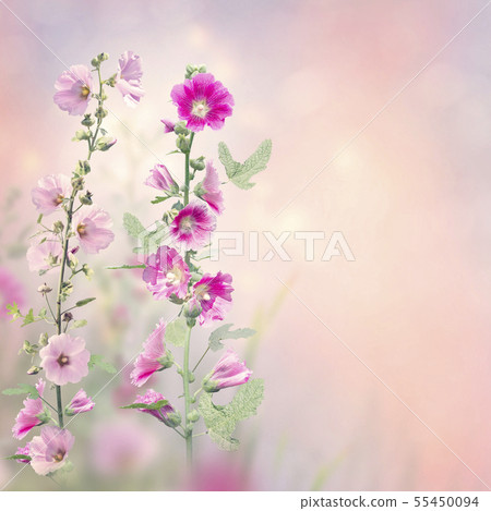 Hollyhock flowers blooming in the garden Hollyhock flowers blooming in the garden 55450094