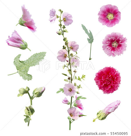 hollyhock flowers , leaves and buds  isolated on 55450095