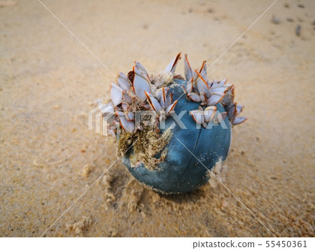 Beachcomber Beachcomber 55450361