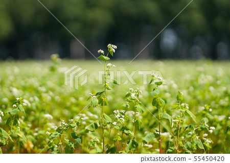 Buckwheat field 55450420
