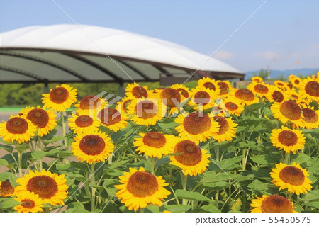 Makimi山公園向日葵 55450575