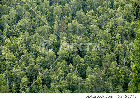 View from above on taiga forest. View from above on taiga forest. 55450773