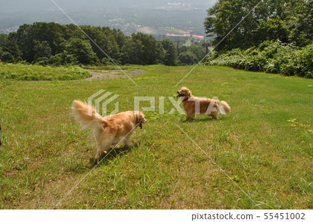 在夏天山散步 55451002