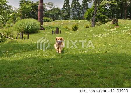 跑以綠色的狗 55451003