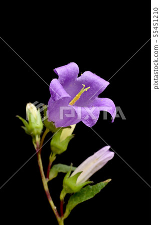 Campanula Campanula 55451210
