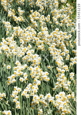 Flower field of Japanese narcissus Flower field of Japanese narcissus 55451219